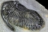 Hollardops Trilobite - Top Quality Specimen #107571-5